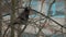 Black bird crow pecks snowflakes sitting on a branch