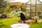 A black bird, a currawong, sits on a bird-feeder in a garden