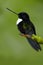 Black bird from Ecuador. Collared Inca, Coeligena torquata, dark green black and white hummingbird in Colombia. Wildlife scene wit