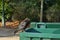 Black bird at the edge of a green trash can, portrait of a crow