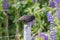 Black bird on a fence, bunch of lupines summer flower background