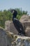 Black bird, Great cormorant, Phalacrocorax carbo, sitting on stones.