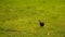 Black bird jumping on the green grass