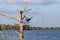 Black bird perched on branch of dead tree in a small lake in deep southern Louisiana