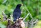 Black bird perched on a branch of a tree in a peaceful outdoor setting