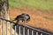 Black bird perched fence cleaning