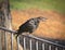 Black bird perched fence tweeting