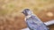 Black bird portrait. blur background. color nature