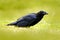 Black bird raven in the green grass. Feeding scene from nature. Black bird from Germany. Bird with food. Meadow with raven. Wildli