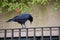 Black bird raven sitting on fence looking down