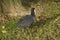 A black bird in the rest, at the foot of a tree. Front view. - Bassin de la muette, Elancourt - France