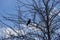 A black bird rook sits on a tree branch.