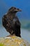 Black bird on the sea rocky coast. Black bird raven, Corvus corax, sitting on the grey stone with yellow moss. Raven on the yellow