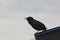 Black Bird Silhouetted against a Cloudy Sky