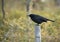 black bird standing on a fence