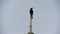 A black bird standing on a white pole