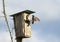 Black bird is a Starling flies to feed their Chicks to the hous