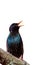 The black bird is a Starling sings on the tree