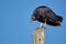 Black bird taking sunbathing on a power pole