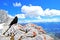 Black bird on top of the world, beauty of nature, blue alpine landscape, blue sky, snow covered mountain peaks