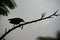 Black Bird Vrow Branch Tree Wild Animal Zanzibar