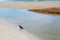 Black bird is walking on the beach