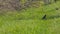 Black bird walks on green grass