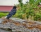 Black Bird on Weathered Driftwood Log