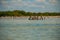 Black birds on a broken tree in the water and white pelicans in dalike. Rio Lagartos, Mexico. Yucatan