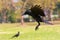 Black birds crow flying (howering) on mid air prepare to landin