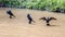 Black Birds Itatiba Zoo Sao Paulo