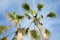 Black birds on palm trees - bottom-up view