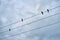 Black birds sitting on electric cable