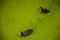 Black birds with white beak swimming in canal water covered by small greenish aquatic plants at Gouda.