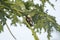 Black Bishop Bird Euplectes gierowii on a Stalk Tanzania