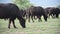 Black bisons pasturing at the meadow.