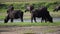 Black bisons pasturing at the meadow by the river.