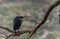 Black Bittern, Ixobrychus flavicollis, Bharatpur, Rajasthan, India