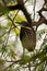 Black bittern or Ixobrychus flavicollis portrait during winter migration at keoladeo national park or bird sanctuary , rajasthan