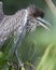 Black Black crowned Night-heron bird. Black crowned Night-heron baby bird closeup view with wings spread and open beak