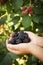 Black blackberries, ripe blackberries, unripe blackberries on th