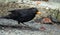 Black Blackbird hunting with a worm i
