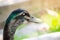 Black blind duck in close up its beautiful head.