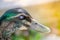 Black blind duck in close up its beautiful head.