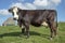 Black Blister head cow with horns, cattle breed known as: blisterhead aka blaarkop, fleckvieh, on a dyke with grass in the