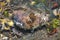 Black-blotched porcupinefish ,Diodon liturosus