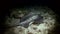 Black blotched stingray night hunting on reef.