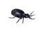 Black blue beetle or Oil beetle Meloe proscarabaeus