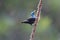 Black blue bird, rope, colourful, small, cute,