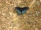 Black and blue butterfly in northern Mississippi